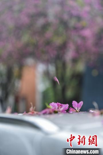 被雨水打落的洋紫荆花花瓣。　王以照 摄